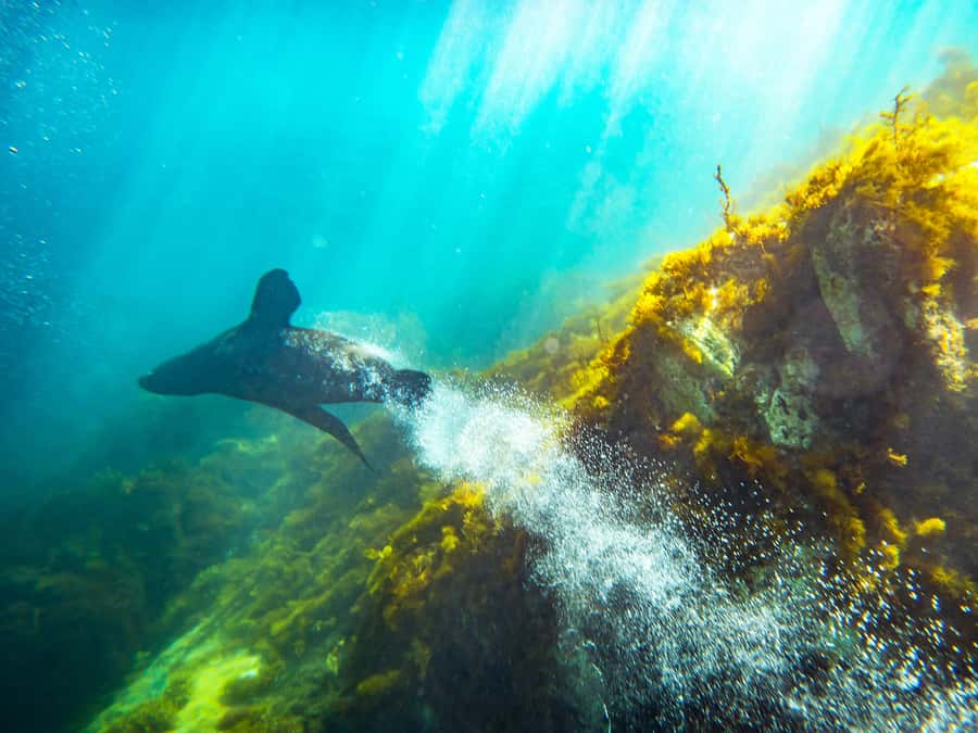 Kangaroo Island: Dolphin, Seal, and Swimming Boat Tour - Searching for dolphins in Penneshaw Bay