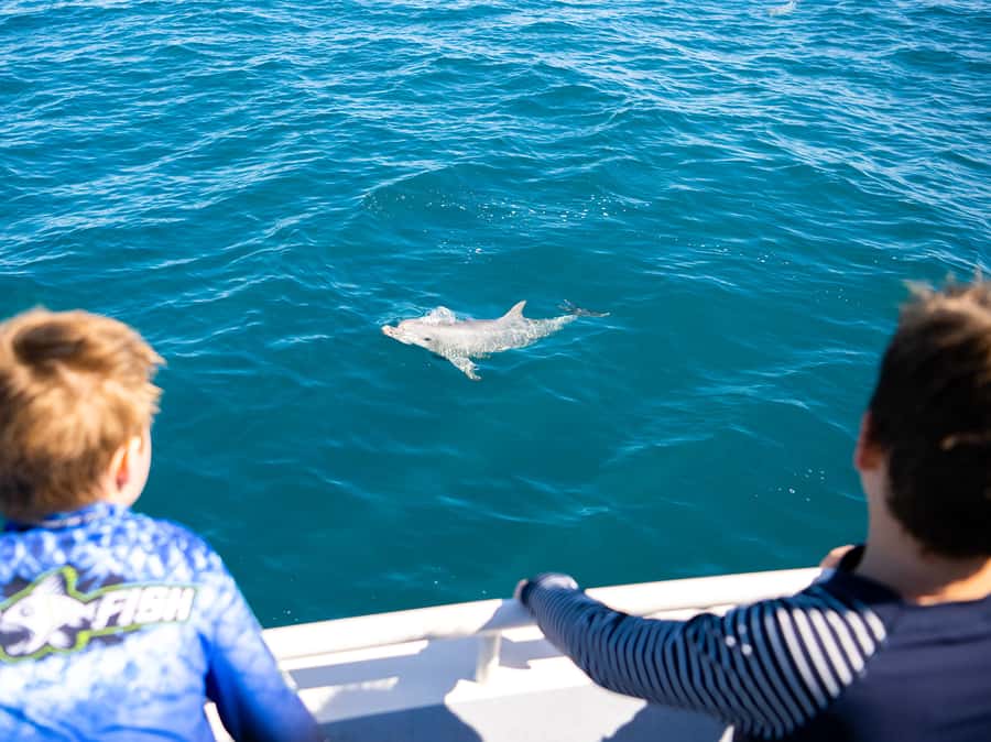 Kangaroo Island: Dolphin, Seal, and Swimming Boat Tour - Practical ways to improve your day
