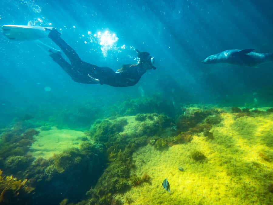 Kangaroo Island: Dolphin, Seal, and Swimming Boat Tour - Your first look at Kangaroo Island from the boat