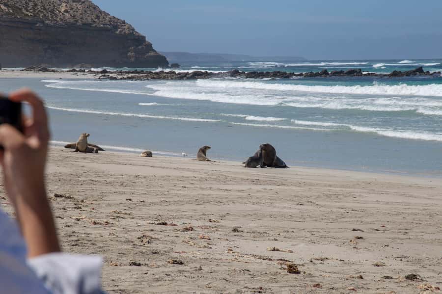 Kangaroo Island Full Day Experience by Ferry Including Lunch - A two-course lunch in the bush