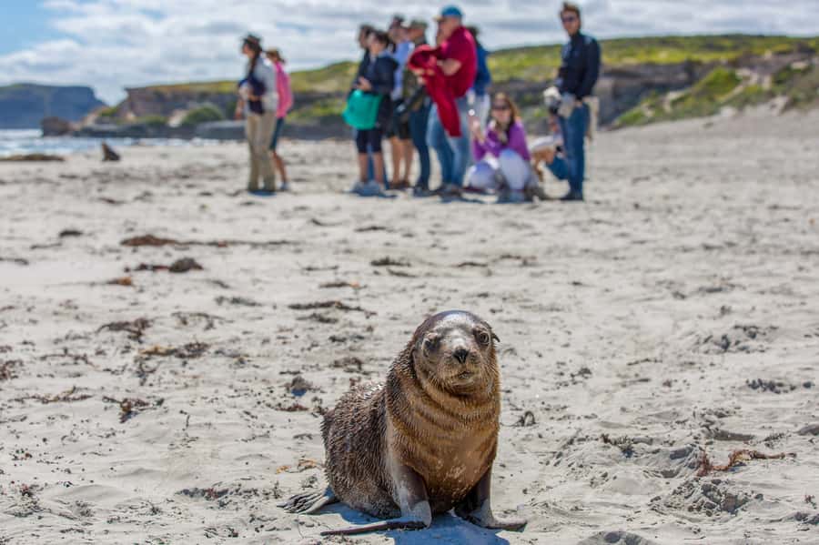 Kangaroo Island Full Day Experience by Ferry Including Lunch - Admirals Arch and long-nosed fur seals