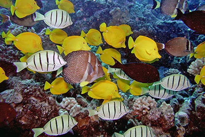 Kauai's Ultimate South Island Zodiac Boat Snorkel Adventure - Is $161.43 a fair price?