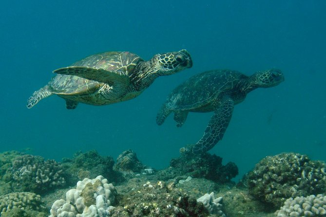 Kauai's Ultimate South Island Zodiac Boat Snorkel Adventure - Who should book this Zodiac snorkel trip?