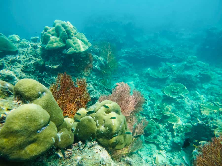 Khao Lak: Phi Phi & Bamboo Island Day Trip by Speedboat - Maya Bay is famous, beautiful, and regulated