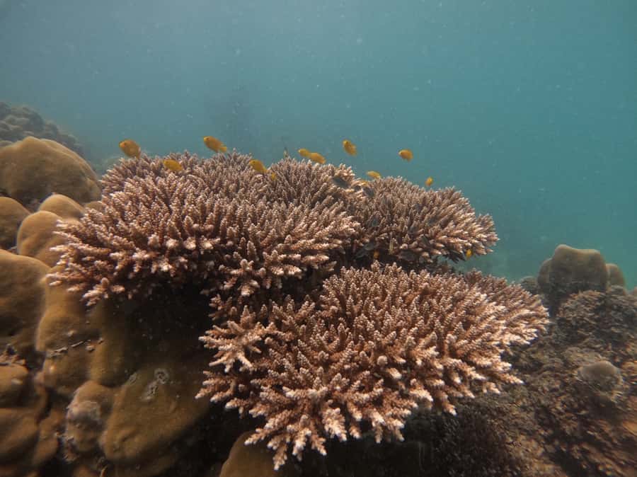 Khao Lak: Phi Phi & Bamboo Island Day Trip by Speedboat - Monkey Beach is a photo stop, not always a landing