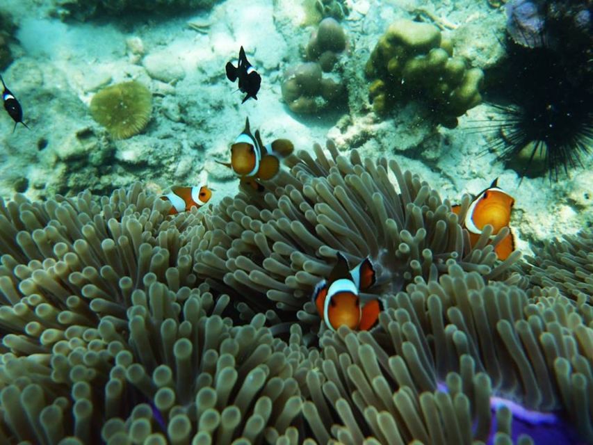Ko Lanta: 4 Islands Snorkeling Tour by Longtail Boat - Leaving Koh Lanta early by longtail boat