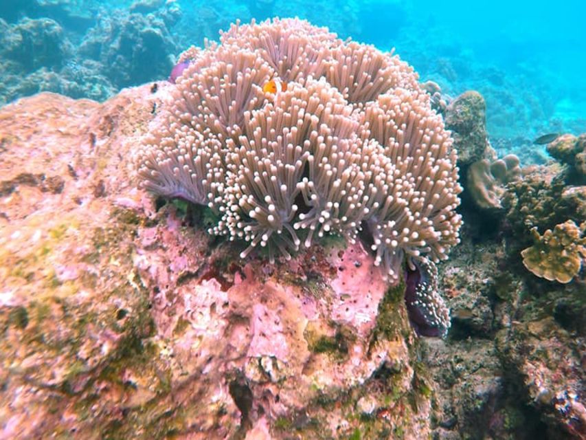 Ko Lanta: Private Longtail Rok Island Snorkeling Day Trip - Beach buffet and a long midday break