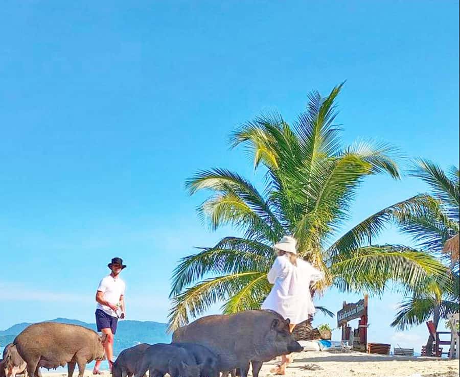 Ko Samui: Pig Island Snorkeling and Koh Tan Speedboat Tour - Key points at a glance