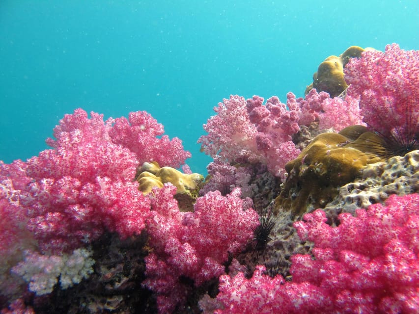 Koh Lipe: 5 Island Snorkeling Trip by Longtail Boat w/ Lunch - Is $22 good value for Koh Lipe?