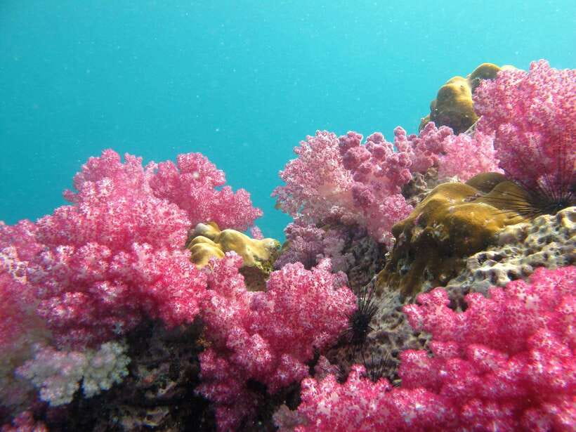 Koh Lipe: 5 Island Snorkeling Trip by Longtail Boat w/ Lunch - Jabang soft coral and the first hour in the sea