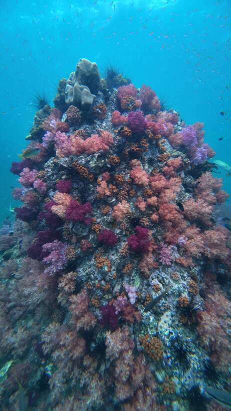 Koh Lipe: Half-Day Snorkelling Trip To 4 Islands 5 Points - Five islands in four hours