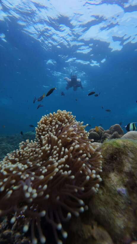 Koh Lipe: Half-Day Snorkelling Trip To 4 Islands 5 Points - Jabang and the seven-colored coral