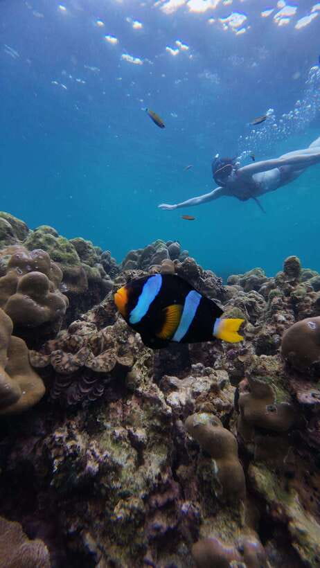 Koh Lipe: Half-Day Snorkelling Trip To 4 Islands 5 Points - The shallow reef behind Hin Ngam