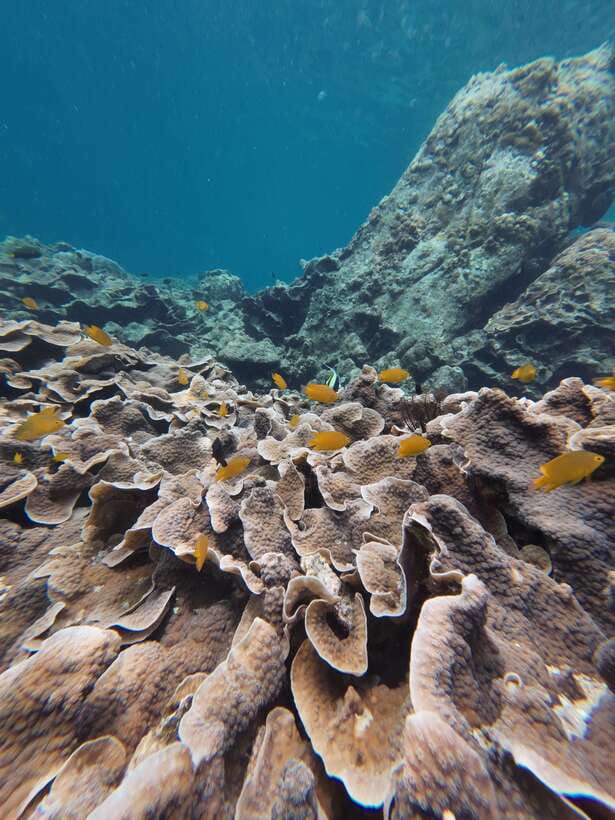 Koh Lipe: Half-Day Snorkelling Trip To 4 Islands 5 Points - Koh Yang’s coral garden