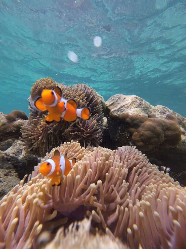 Koh Lipe: Half-Day Snorkelling Trip To 4 Islands 5 Points - Adang and the final underwater stop