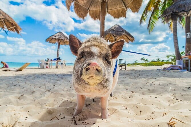 Koh Samui: Island Hopping Adventure in Coral and Pig Island - Snorkeling and swimming around Koh Taen