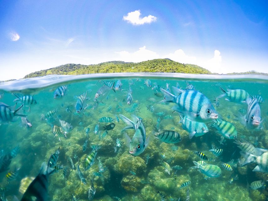 Koh Samui: Pig Island & Koh Tan Snorkeling by Speed boat - Snorkeling near Koh Tan