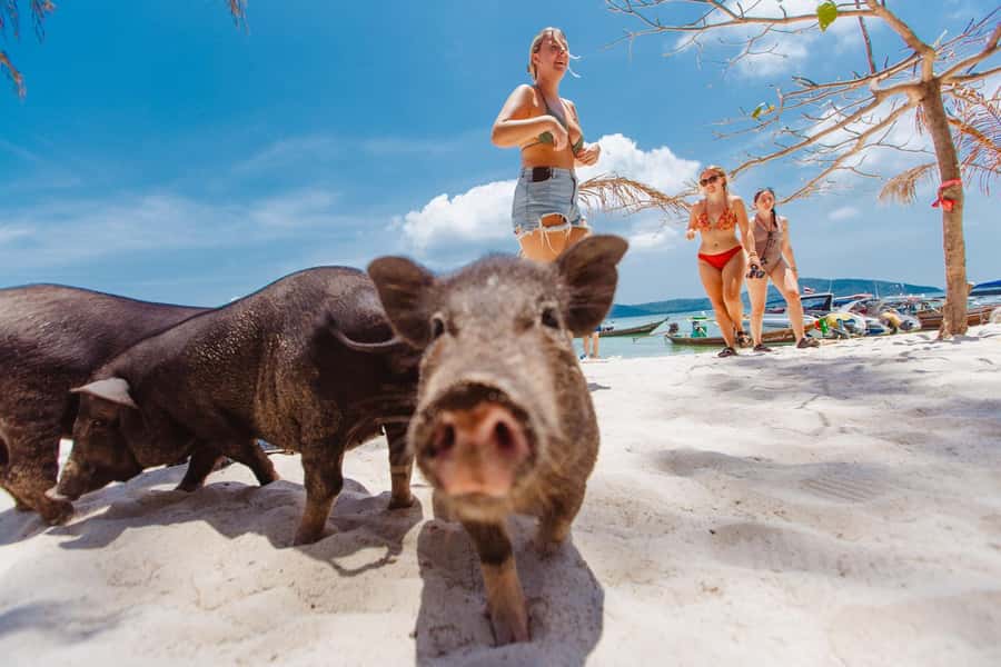 Koh Samui: Pig Island Private Longtail Boat Tour - The boat ride and the return to Samui