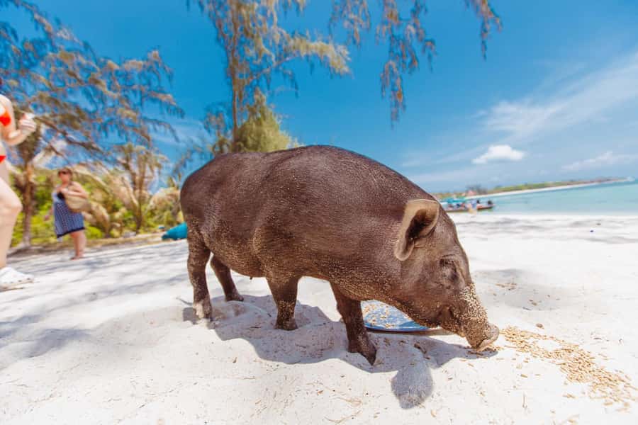 Koh Samui: Pig Island Private Longtail Boat Tour - Who will enjoy this outing most