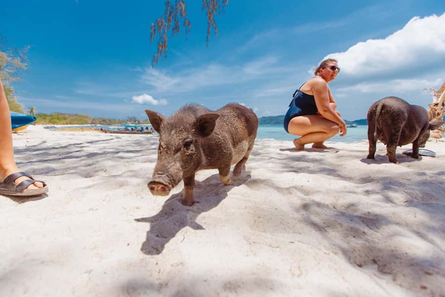 Koh Samui: Pig Island Private Longtail Boat Tour - Useful details before you reserve