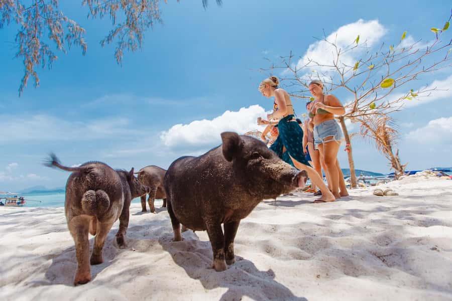 Koh Samui: Pig Island Private Longtail Boat Tour - Should you book the Pig Island private tour?