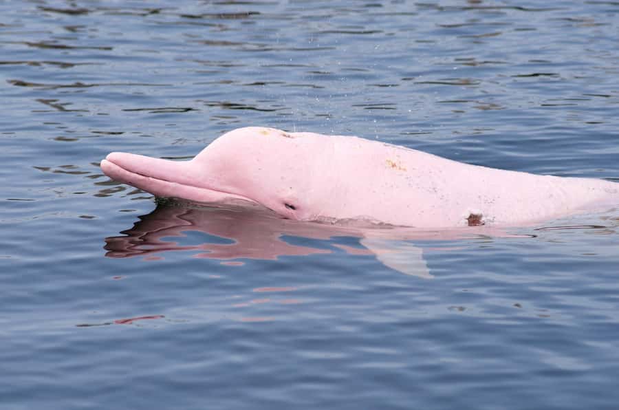 Koh Samui: Pink Dolphin Spotting & Pig Island Speedboat Tour - Why the pink dolphins are worth the boat ride