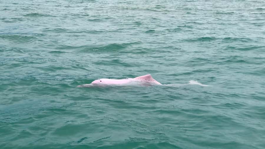 Koh Samui: Pink Dolphin Spotting & Pig Island Speedboat Tour - Ko Taen snorkeling, fish, and coral