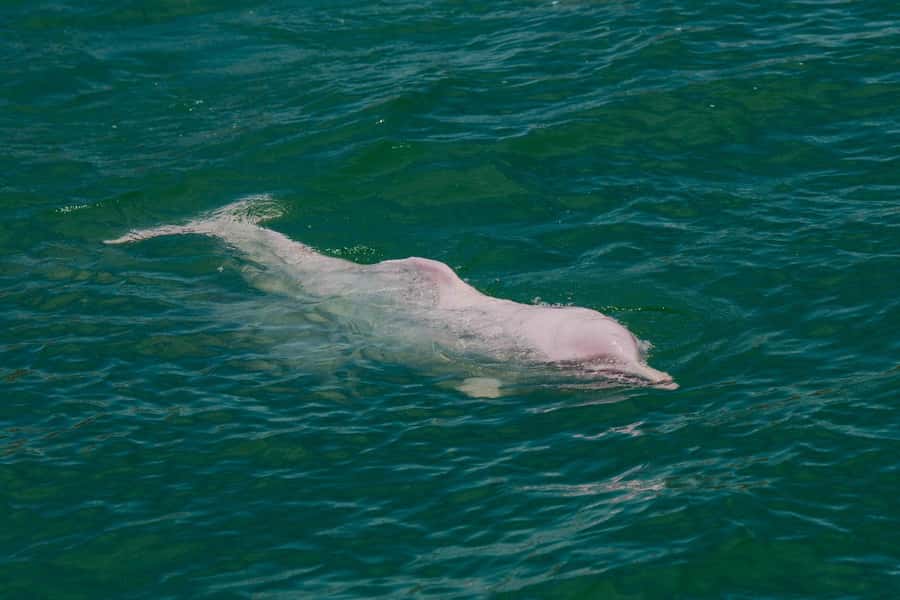 Koh Samui: Pink Dolphin Spotting & Pig Island Speedboat Tour - Pig Island and its free-roaming pigs