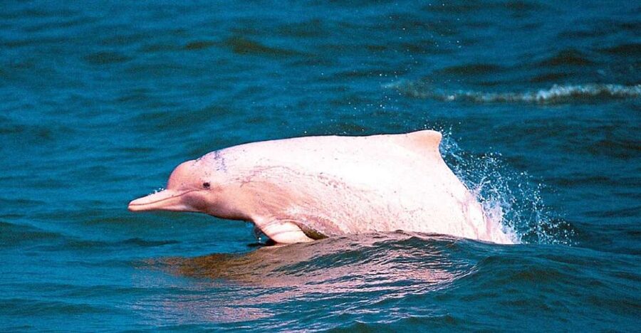 Koh Samui: Pink Dolphin Spotting & Pig Island Speedboat Tour - Group size, comfort, and the value of $72