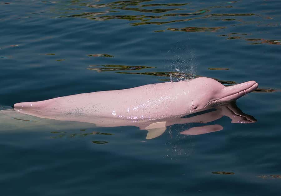 Koh Samui: Pink Dolphin Spotting & Pig Island Speedboat Tour - Who should book this Koh Samui day trip
