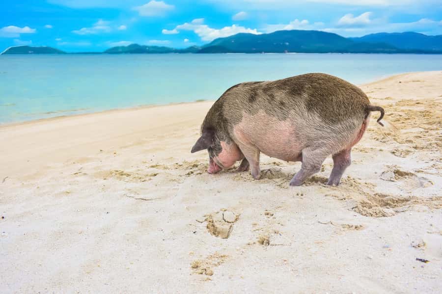 Koh Samui: Private Island Hopping Boat Tour - Quick take on the seven-hour island day