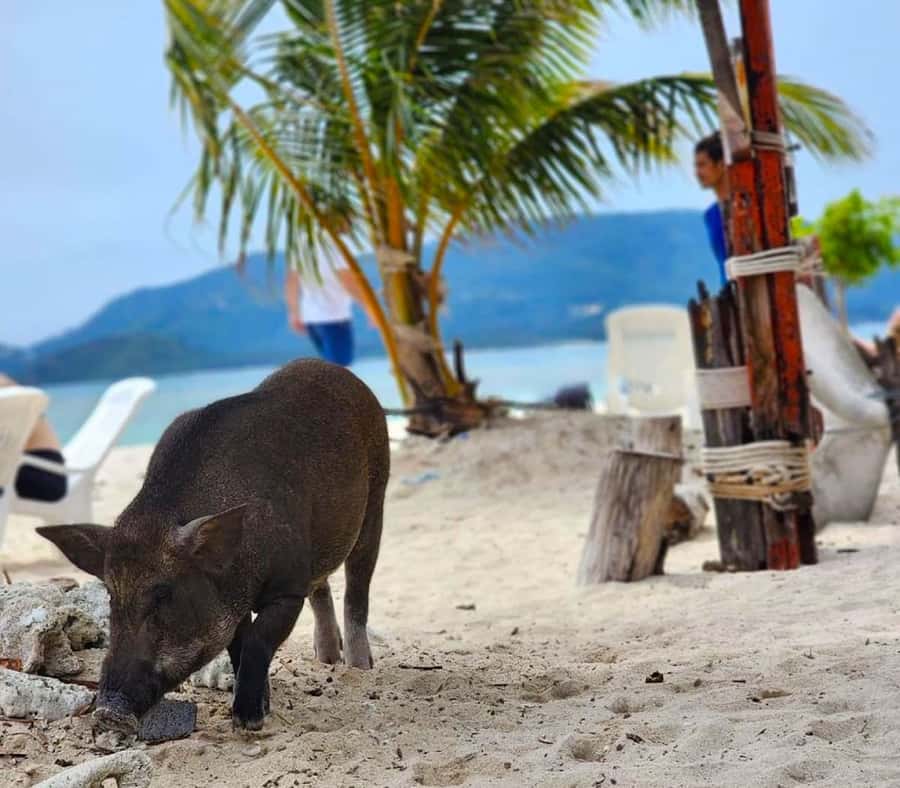 Koh Samui: Private Longtail Boat to Pig Island with Snorkel - Should you book the Pig Island boat trip?