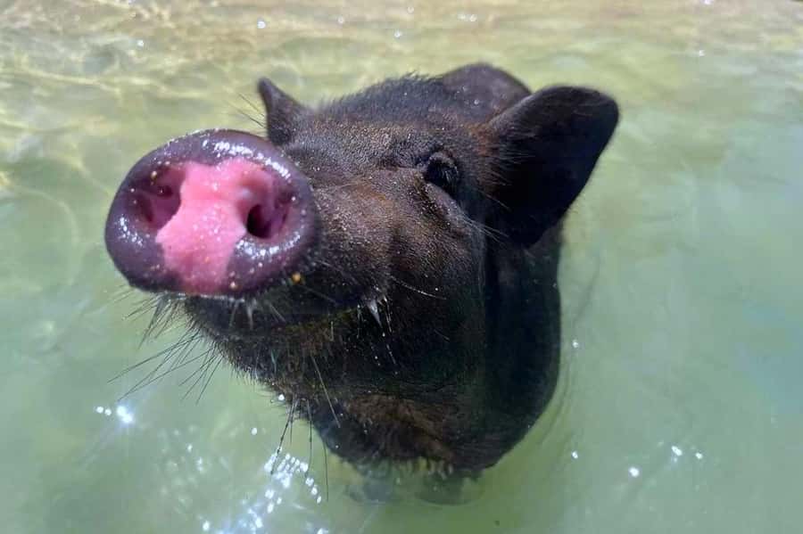 Koh Samui: Private Longtail Boat to Pig Island with Snorkel - A private longtail boat from Thong Krut Pier