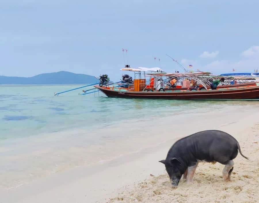 Koh Samui: Private Longtail Boat to Pig Island with Snorkel - Why the private format matters