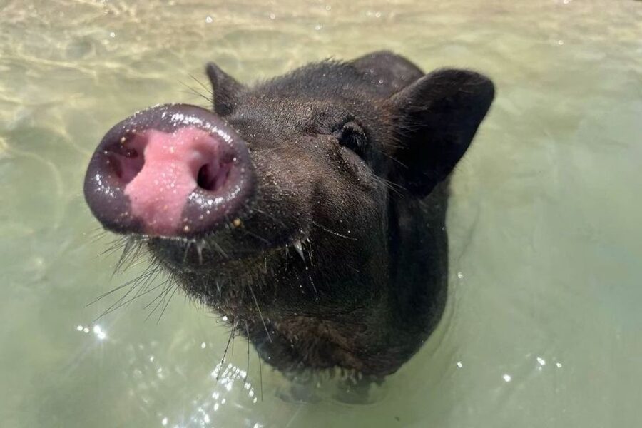 Koh Samui: Private Longtail Boat to Pig Island with Snorkel - What the experience is really like on the water