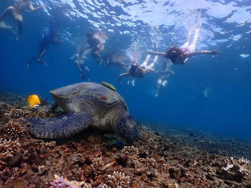 Koh Tao: Underwater Gems, Island Hopping & Snorkel Adventure - Japanese Garden for an easy first snorkel