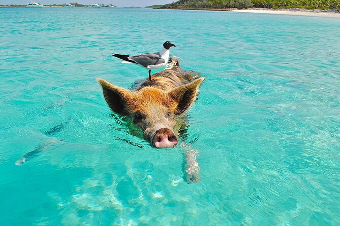 kohsamui.tours - Pig Island Snorkeling Eco Tour by Speed Boat - A traditional Thai lunch on the beach