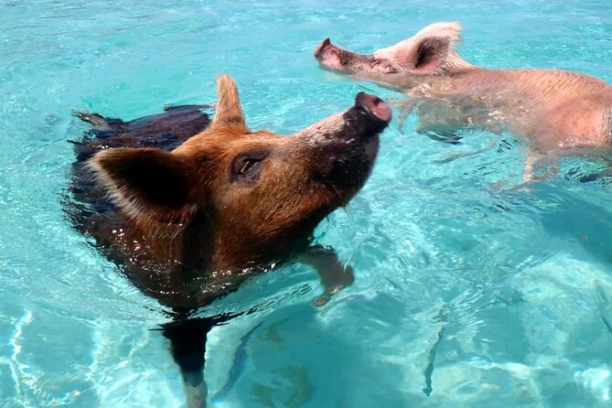 kohsamui.tours - Pig Island Snorkeling Eco Tour by Speed Boat - What the small group changes