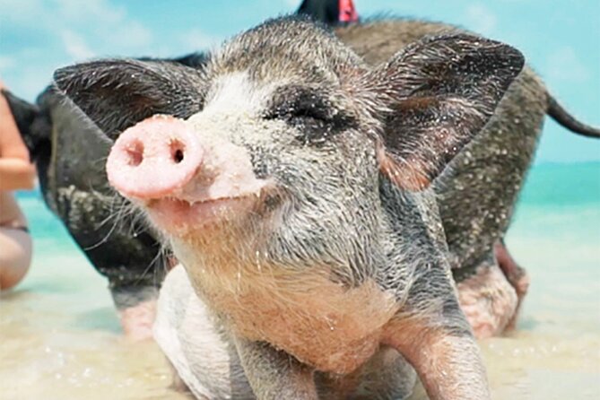 kohsamui.tours - Pig Island Snorkeling Eco Tour by Speed Boat - Setting off from Thong Krut fishing village