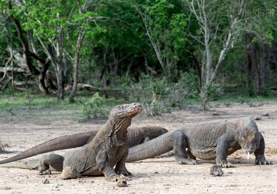 Komodo Island: 3D2N Private Speedboat Tour with Hotel - Day 1: Batu Cermin and Rangko Cave
