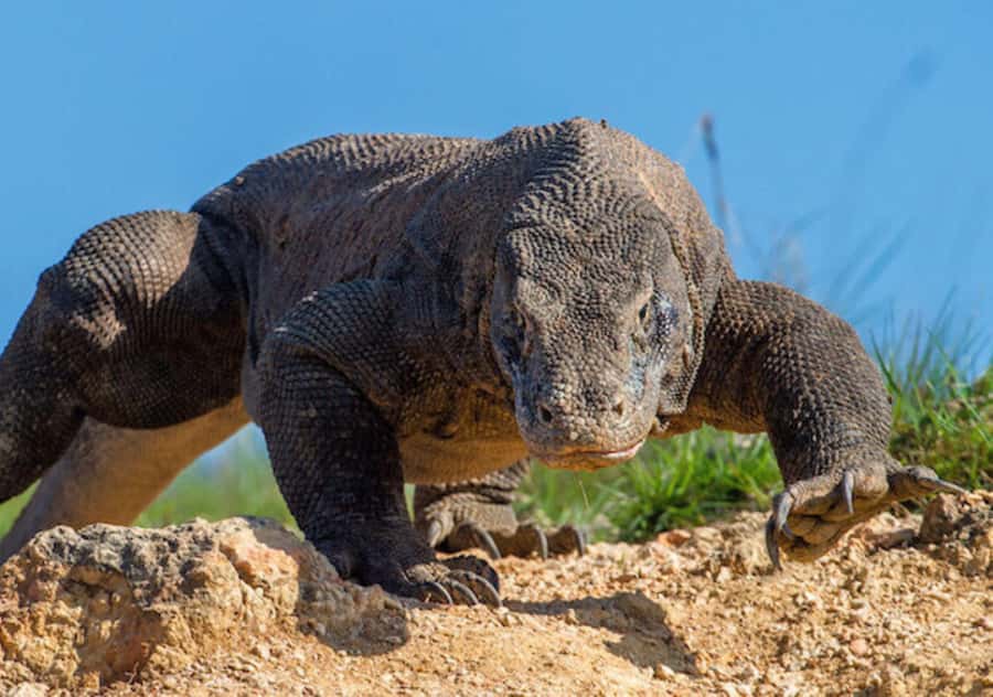 Komodo Island: 3D2N Private Speedboat Tour with Hotel - Day 3: a flexible final day in Labuan Bajo