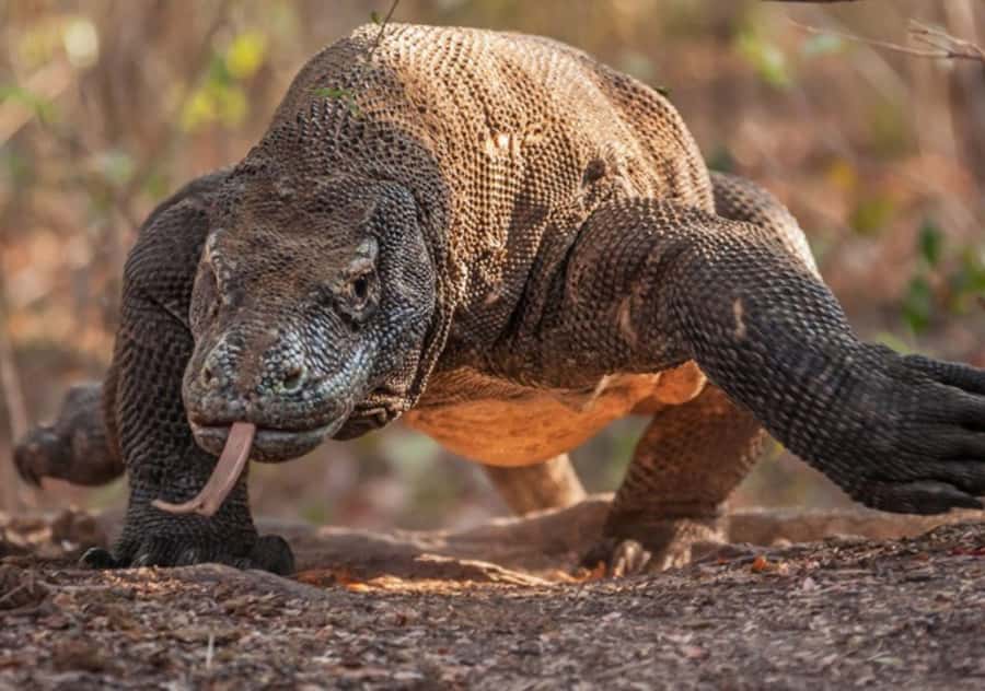 Komodo Island: Private 3-Day Tour with Boat and Hotel Stay - Day 3: Batu Cermin and the problem of a short final morning