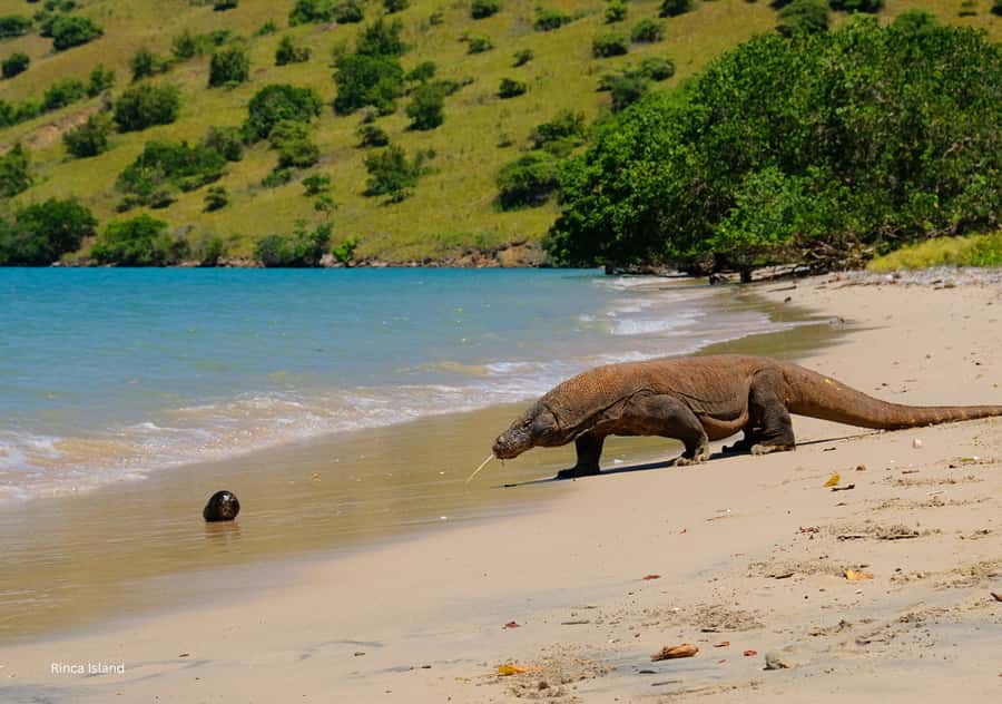 Komodo Island: Private 3-Day Tour with Boat and Hotel Stay - Should you book it?