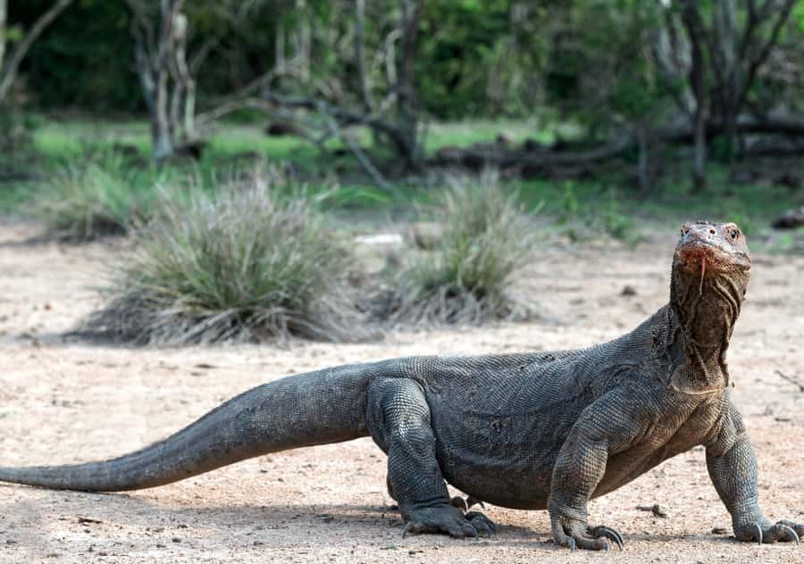Komodo Island: Private 3-Day Tour with Boat and Hotel Stay - Day 2: Komodo dragons, Pink Beach, Kanawa, and the bats of Kalong