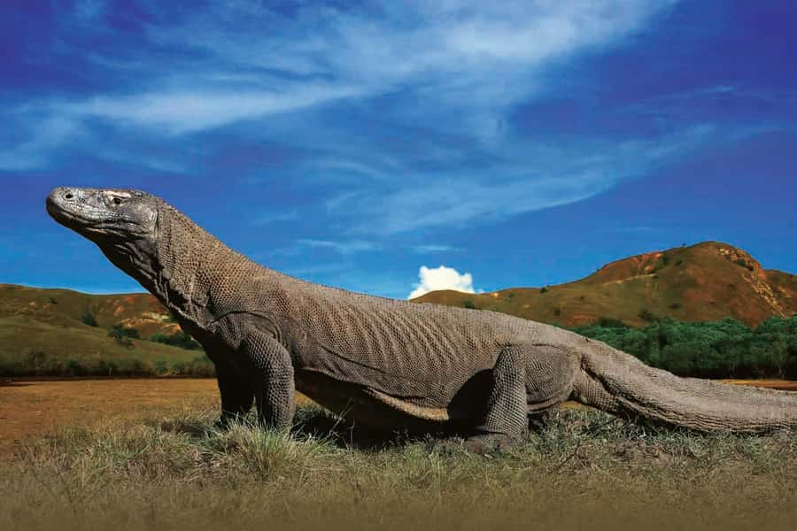 Komodo Islands: Private 2-Day Wooden Boat Tour - Why this private Komodo trip covers so much