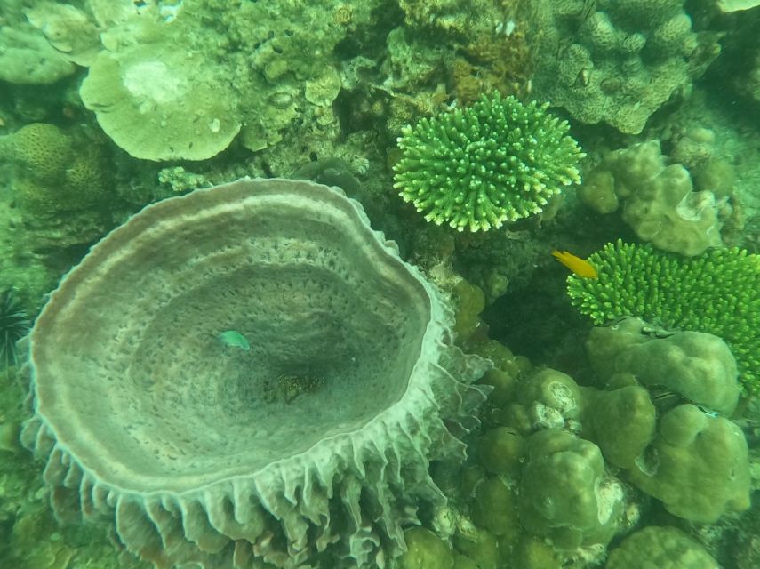 Krabi: 4 Islands & Krabi's Separated Sea Longtail Boat Tour - What the $25 tour actually gives you
