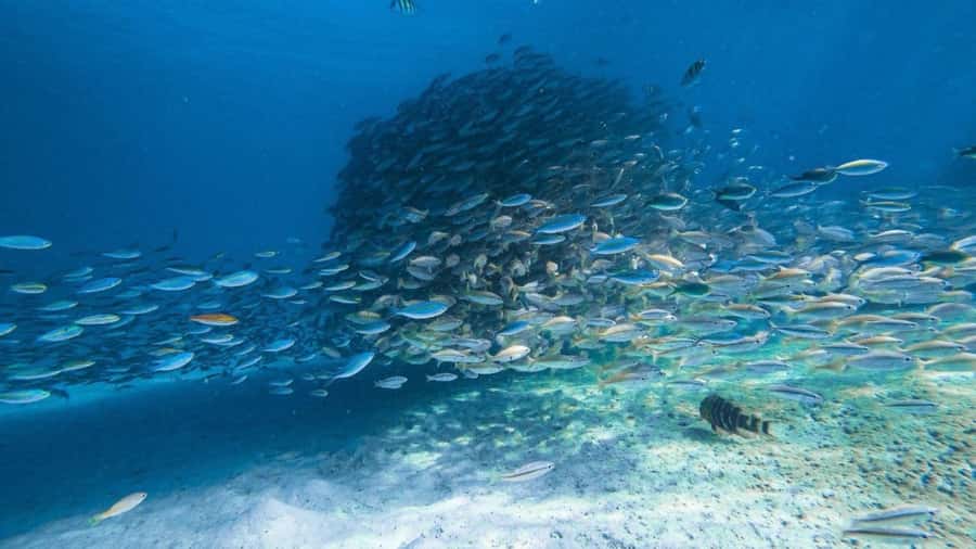 Krabi: 4 Islands Private Trip by Speedboat - Poda Island gives you the day’s longest pause