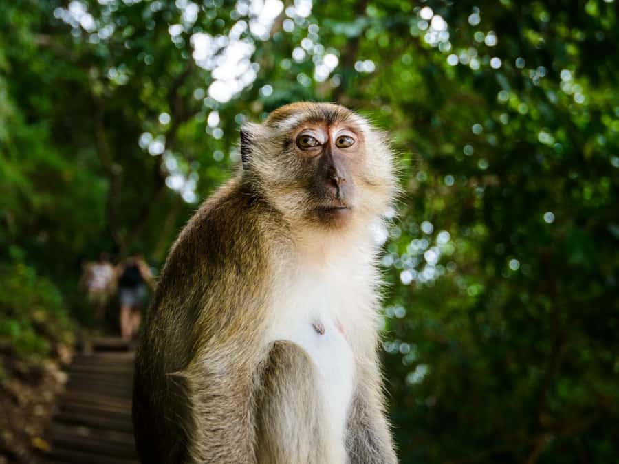 Krabi: James Bond Island Tour & Phang Nga by Longtail Boat - Timing, transport, and the real length of the day