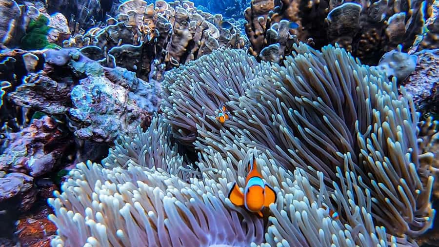 Krabi: Phi Phi Islands Full-Day Private Speedboat Charter - Who should book this private Phi Phi day