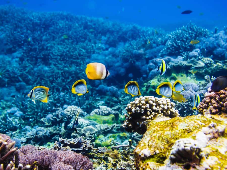 Krabi: Private 4 Islands Snorkeling Tour with Long-Tail Boat - A private start from Ao Nang